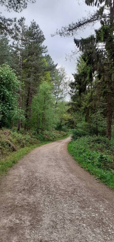 Preview of Really Good Robin Wood Walk