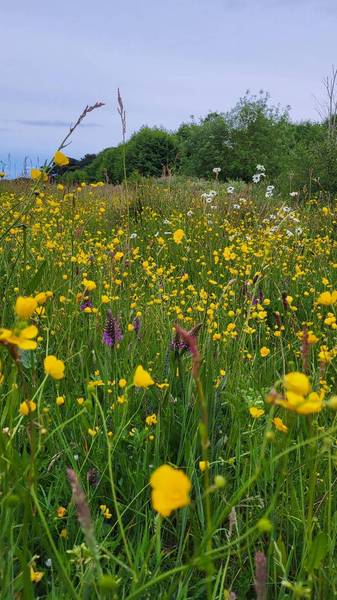 Preview of Speke Hall Meadow Walk