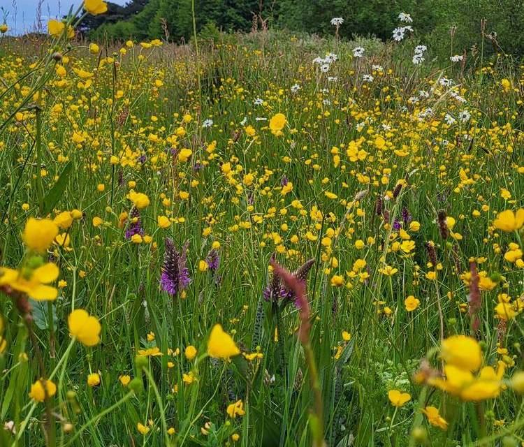 Preview of Speke Hall Meadow Walk
