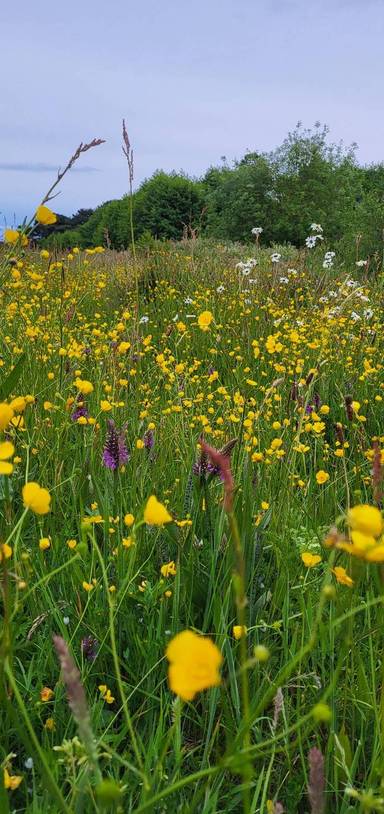 Preview of Speke Hall Meadow Walk