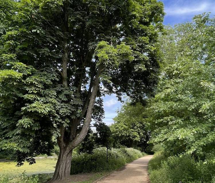 Preview of Ward End Park Tree & Nature Walk