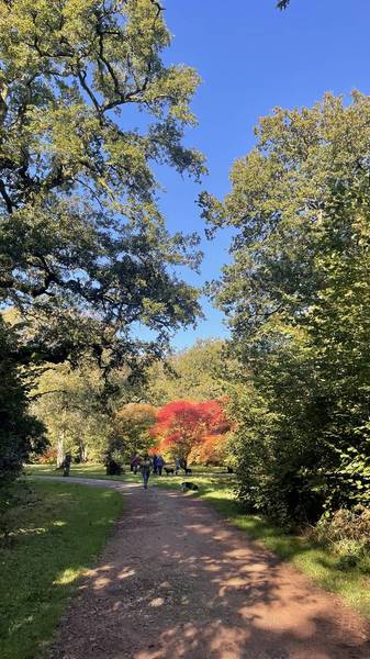 Preview of Westonbirt Arboretum’s Silk Wood