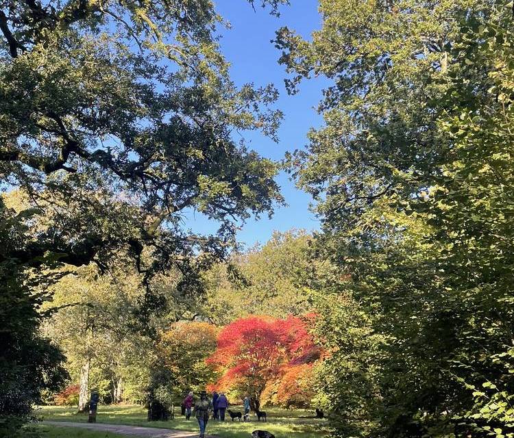 Preview of Westonbirt Arboretum’s Silk Wood