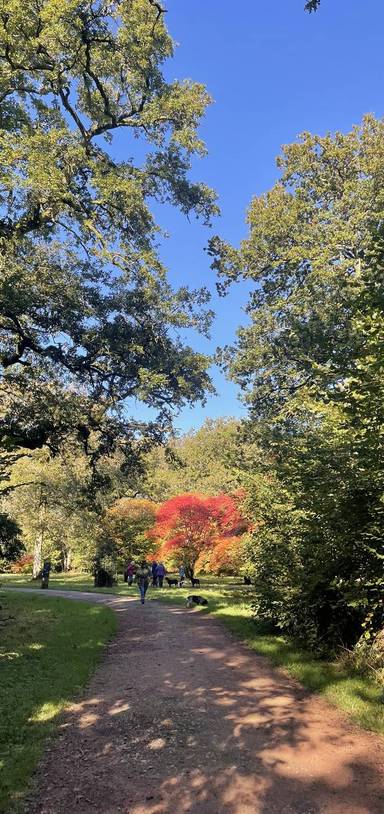 Preview of Westonbirt Arboretum’s Silk Wood