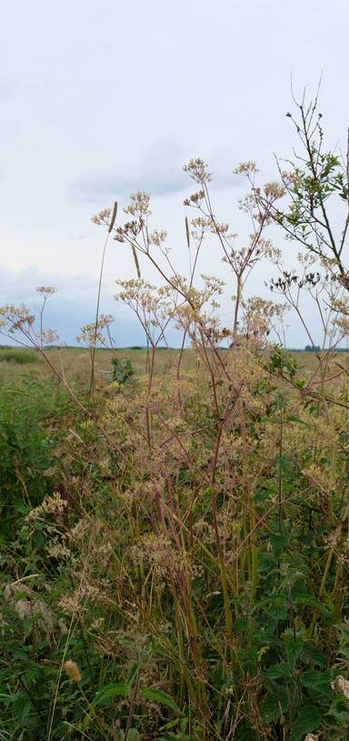 Preview of The Great Fen New Decoy Trail