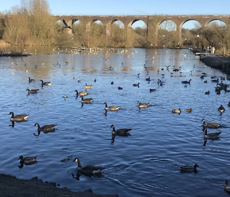Preview of Reddish Vale Country Park