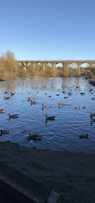 Preview of Reddish Vale Country Park