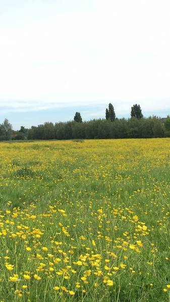 Preview of Golden Port Meadow
