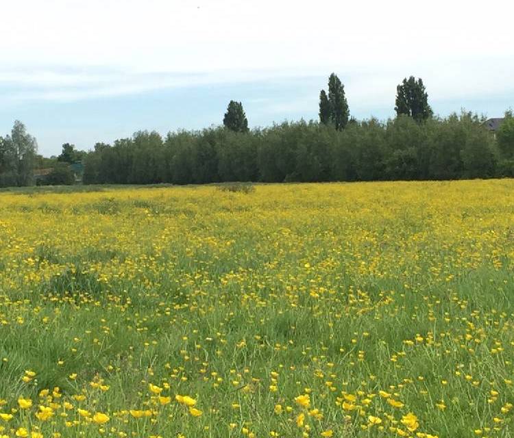 Preview of Golden Port Meadow