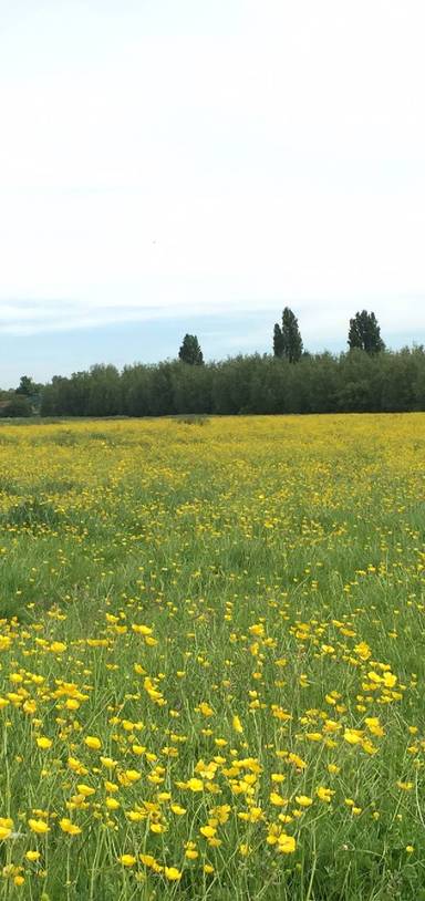 Preview of Golden Port Meadow