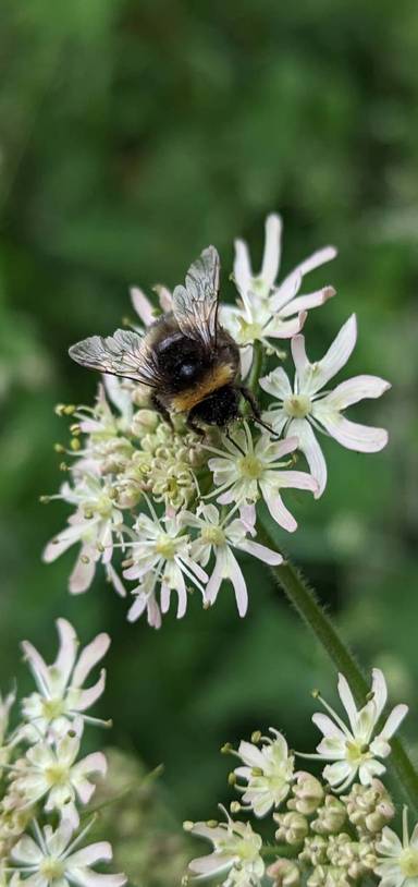 Preview of Timber Festival Sensory Walk