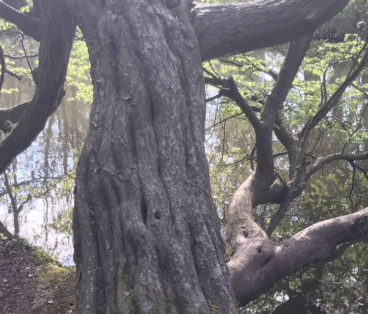 Preview of Chiddingstone Castle walk