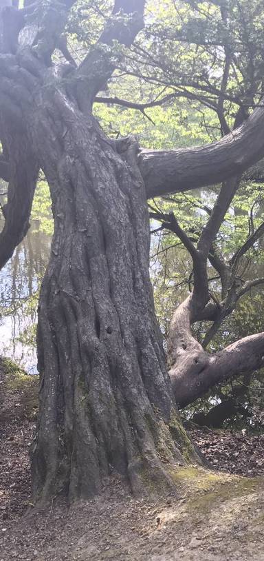 Preview of Chiddingstone Castle walk