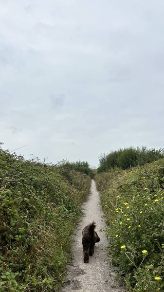 Preview of Wild Views at Medmerry Reserve