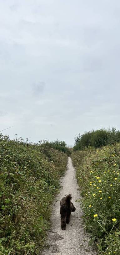 Preview of Wild Views at Medmerry Reserve