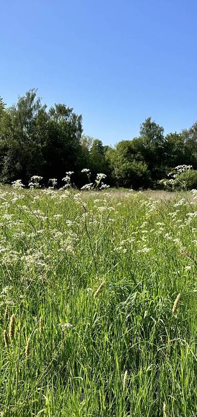 Preview of Bulwell Hall Nature Trail