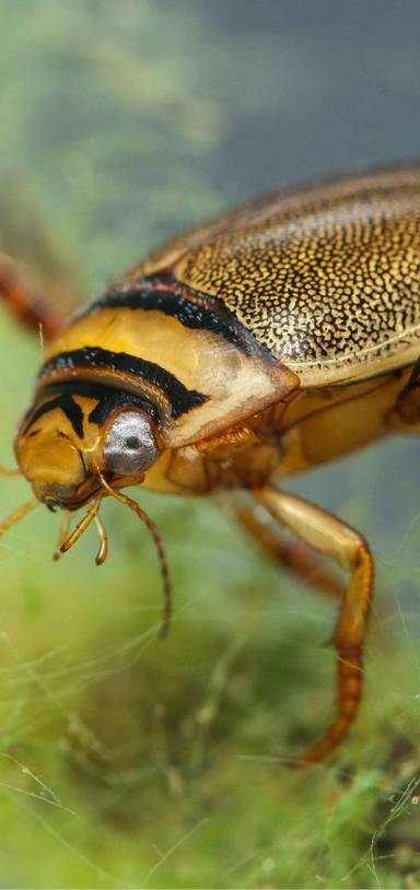 Preview of The Water Beetle Walk