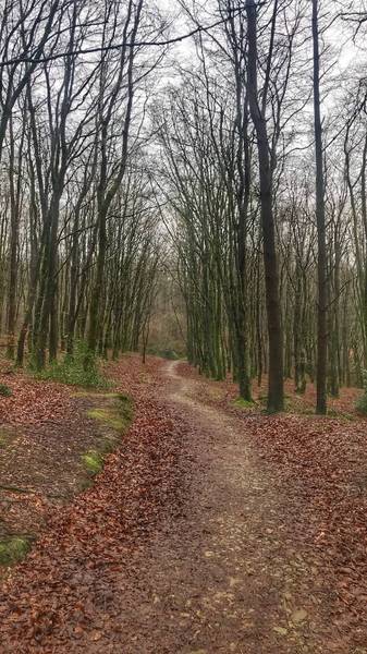 Preview of Minwear woodland walk