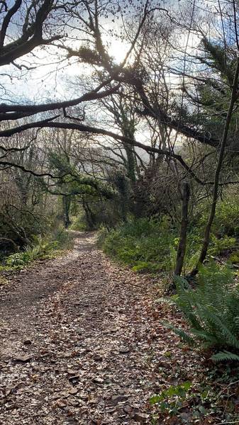 Preview of Bratton Wood - Woodcombe walk