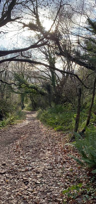 Preview of Bratton Wood - Woodcombe walk