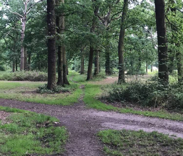 Preview of Great North Wood part 1