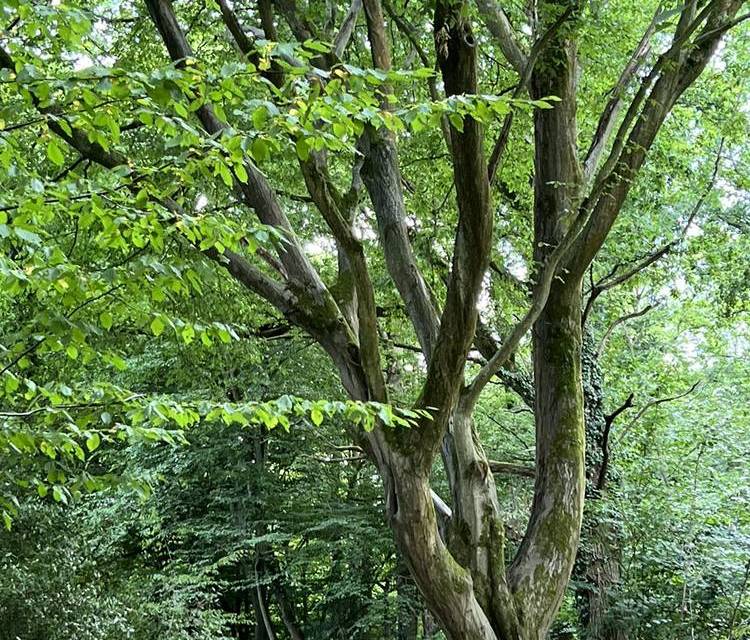 Preview of Mini Outwood Common Circular
