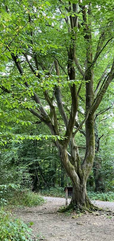 Preview of Mini Outwood Common Circular