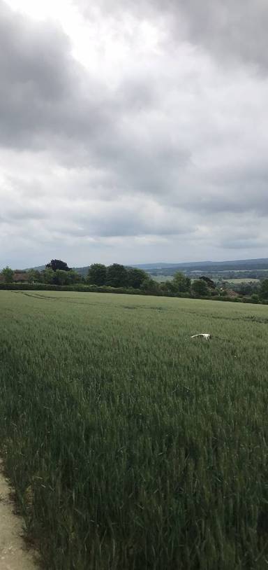 Preview of Greenery in Guildford