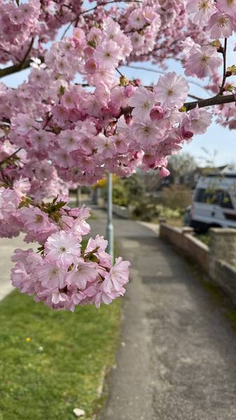 Preview of NT Swindon Blossom