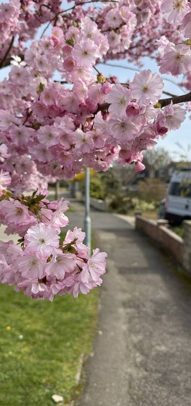 Preview of NT Swindon Blossom