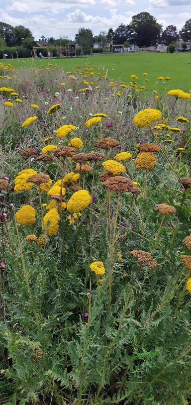 Preview of Heathfield Sensory Trail