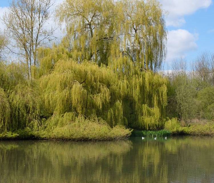 Preview of Witham to Whetmead Nature Reserve