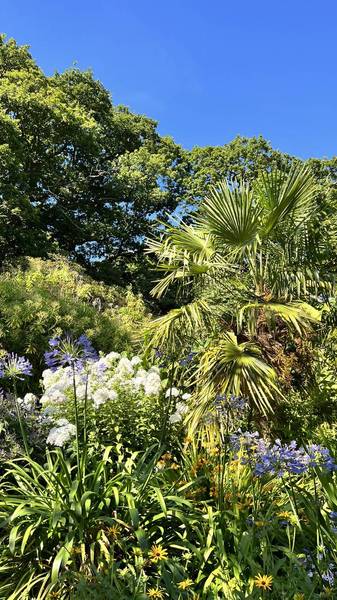 Preview of The Botanic Garden of Clyne Walk