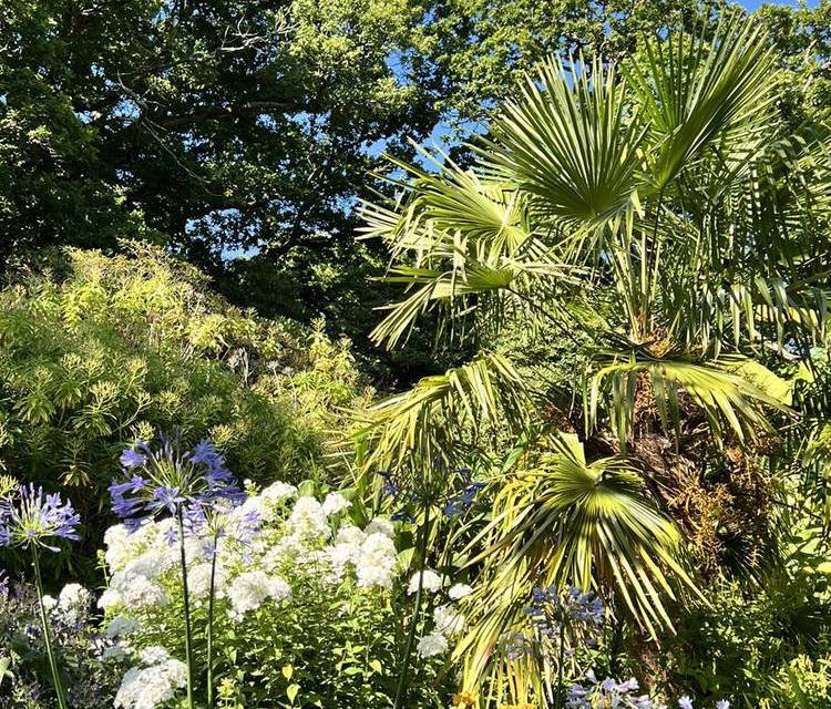 Preview of The Botanic Garden of Clyne Walk