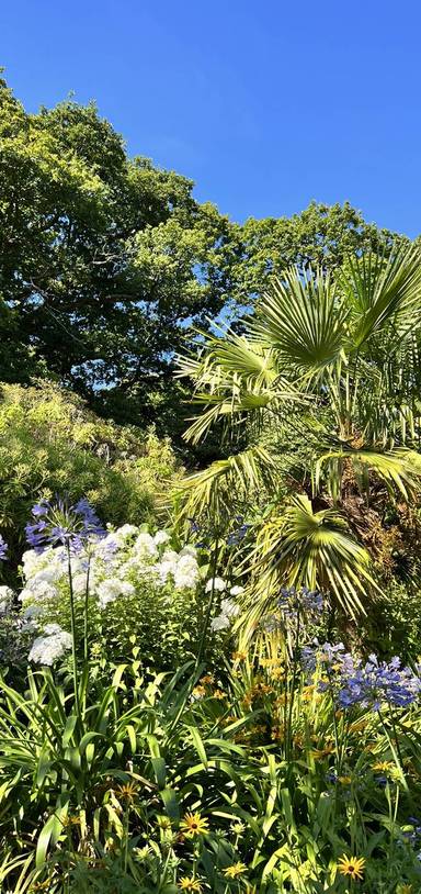 Preview of The Botanic Garden of Clyne Walk