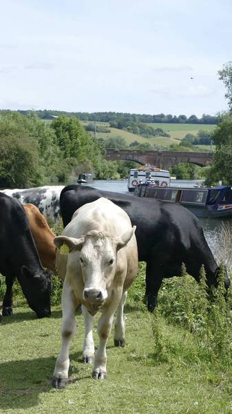 Preview of Pangbourne to Goring Thames Path