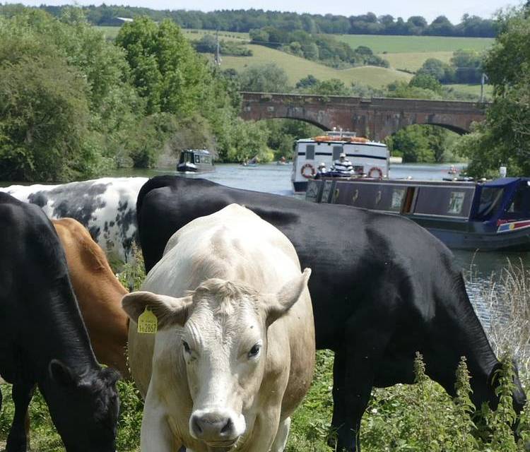 Preview of Pangbourne to Goring Thames Path
