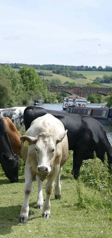 Preview of Pangbourne to Goring Thames Path