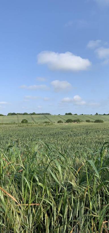 Preview of Woodland and Duck Ponds