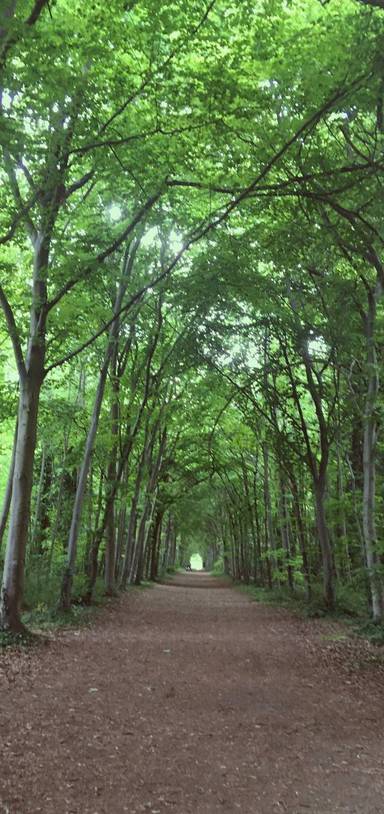 Preview of DarwinWelfare: Wandelbury