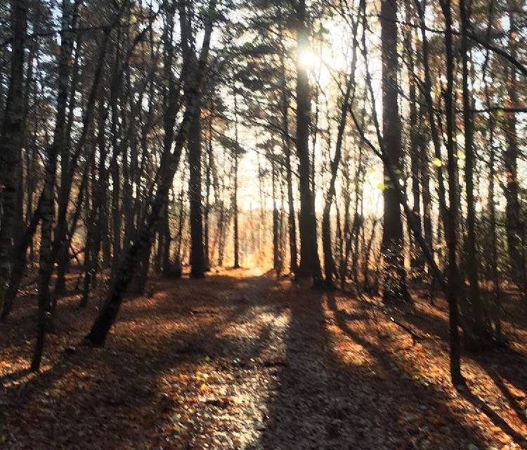 Preview of Brandon park
