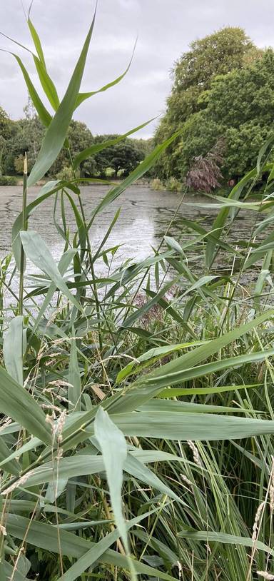 Preview of Upper Lake Loop - Step Free