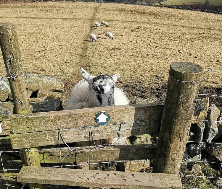 Preview of Glossop Circular 3