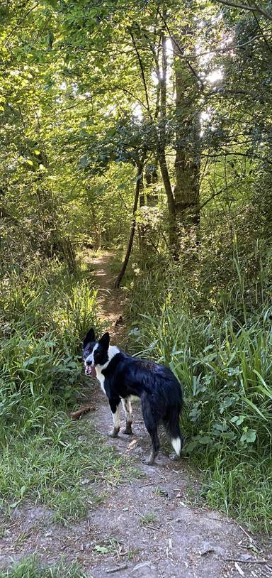 Preview of Hengrove Wood & Hollow Marsh Circle