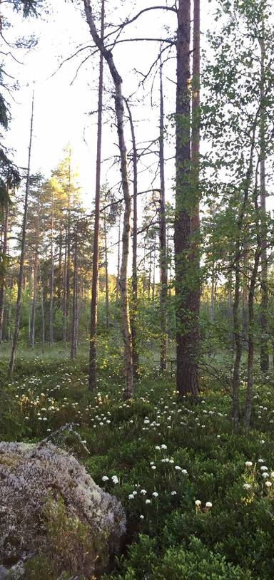 Preview of Troll safari in the woods of Sweden