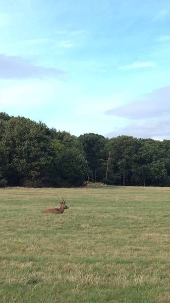 Preview of Nature and History in Richmond Park