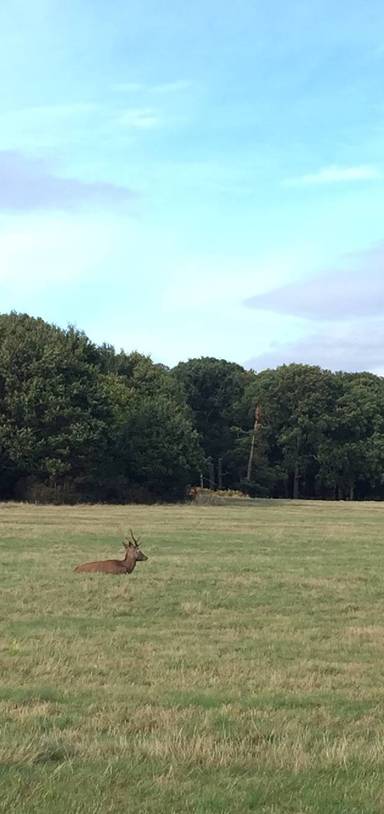 Preview of Nature and History in Richmond Park