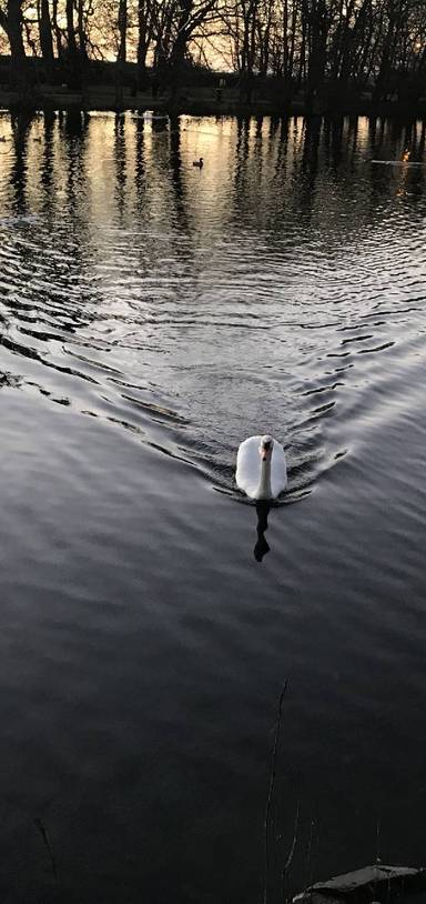 Preview of St Stephens Pond Walk