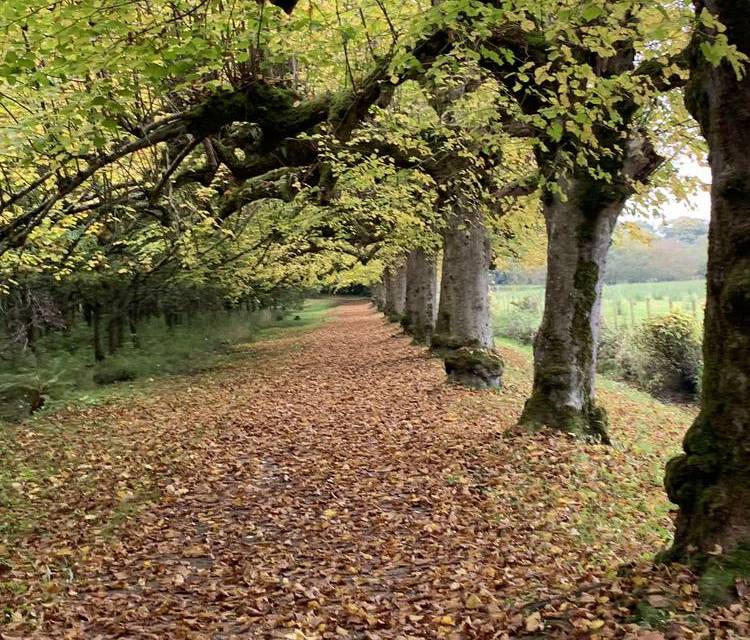 Preview of The Argory Lime Tree Walk