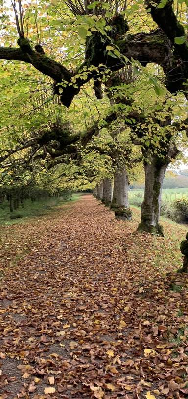 Preview of The Argory Lime Tree Walk